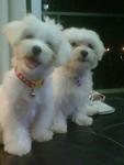 Star &amp; Precious - Maltese Dog