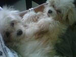 Star &amp; Precious - Maltese Dog