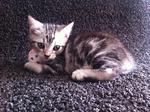 Dom Dom - American Shorthair Cat