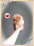 Toy Poodle Tiny Size*video - Poodle Dog