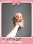 Tiny Size Toy Poodle - Poodle Dog