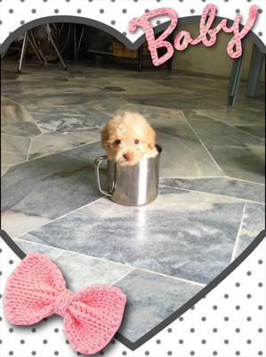 Tiny Size Toy Poodle - Poodle Dog