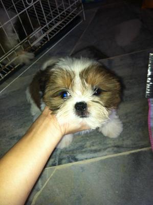 Cute Shih Tzu Puppies - Shih Tzu Dog