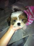 Cute Shih Tzu Puppies - Shih Tzu Dog