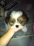 Cute Shih Tzu Puppies - Shih Tzu Dog