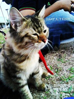 Danny - Domestic Medium Hair + Persian Cat