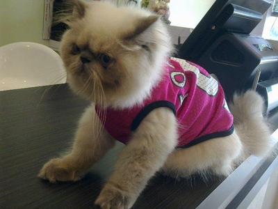 Boboy - Himalayan Cat