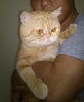 Boboy - Exotic Shorthair Cat