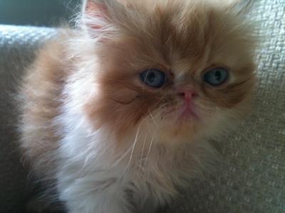 Pure Breed Cream Bicolor - Persian Cat