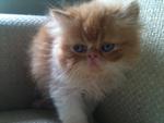 Pure Breed Cream Bicolor - Persian Cat