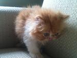 Pure Breed Cream Bicolor - Persian Cat