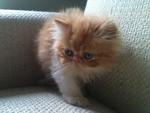 Pure Breed Cream Bicolor - Persian Cat