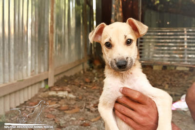 Milky - Mixed Breed Dog