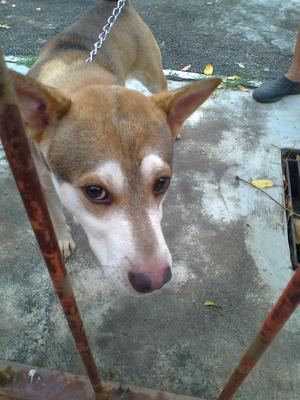 Lucky - Husky Mix Dog