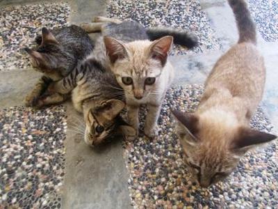 Anak Kucing - Domestic Medium Hair Cat