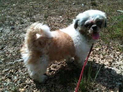 Bobby - Shih Tzu Dog