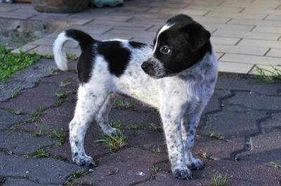 Lee And Moo - Dalmatian Mix Dog