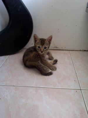 Baby And Blacky - Domestic Short Hair Cat