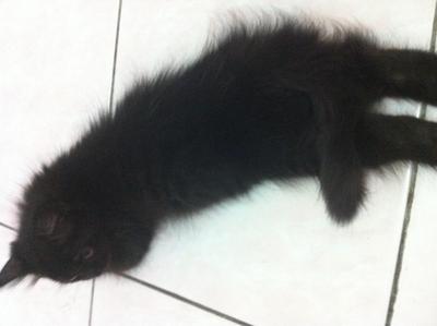 Mix Persian - Black - Domestic Long Hair Cat