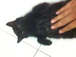 Mix Persian - Black - Domestic Long Hair Cat