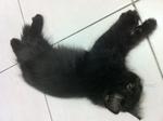 Mix Persian - Black - Domestic Long Hair Cat