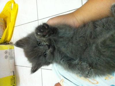 Mix Persian - Gray (Reserved) - Domestic Long Hair Cat