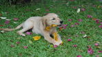 Coco - Golden Retriever Dog