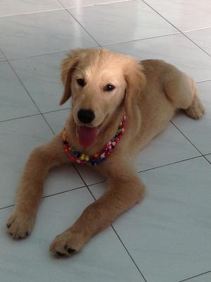 Coco - Golden Retriever Dog