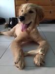 Coco - Golden Retriever Dog