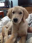 Coco - Golden Retriever Dog