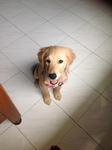 Coco - Golden Retriever Dog