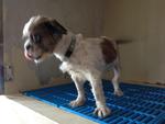 Female Shih Tzu