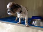 Female Shih Tzu