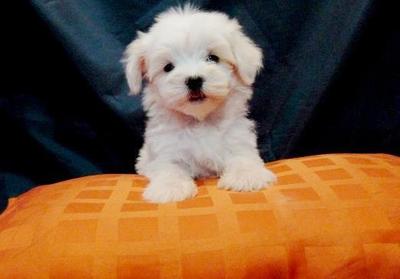  Maltese Tiny Size Father Tw Import - Maltese Dog