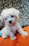  Maltese Tiny Size Father Tw Import - Maltese Dog