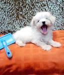  Maltese Tiny Size Father Tw Import - Maltese Dog