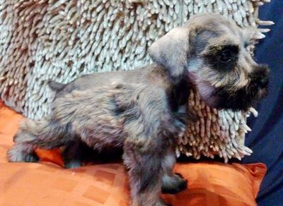 Miniature Schnauzer Tiny Size - Schnauzer Dog