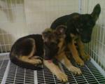 Big Bone German Shepherd For Sale - German Shepherd Dog Dog