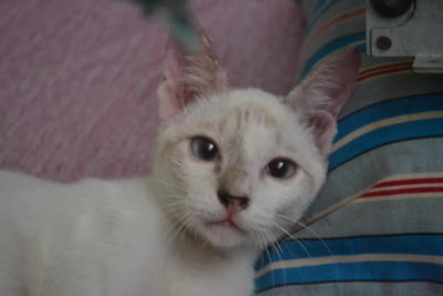 Abg Long - American Shorthair + Siamese Cat