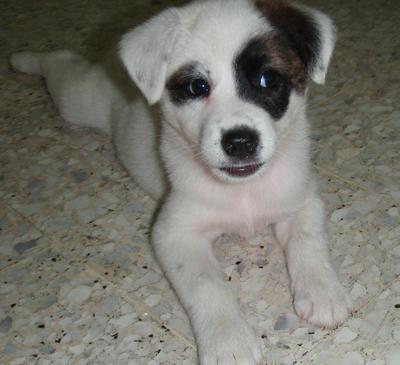 Koala And Puppies - Spitz Mix Dog