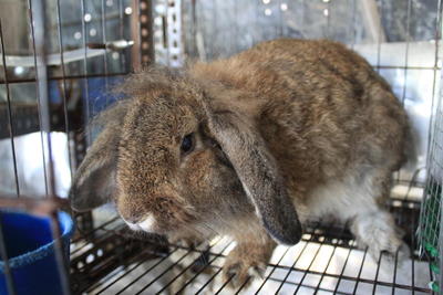 Mix Hl - Holland Lop + Angora Rabbit Rabbit