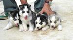 Siberian Husky Ready For Home  - Siberian Husky Dog