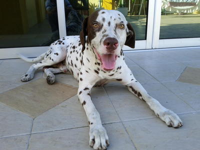 Onglai - Dalmatian Dog