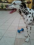 Onglai - Dalmatian Dog