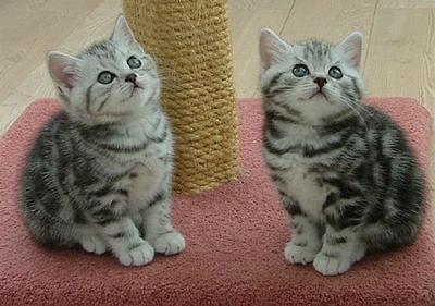 Ariel&amp;eric - American Shorthair Cat