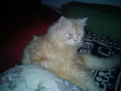 Ayub - Persian Cat