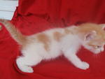 He has thick fur.