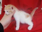 See, how snowy white his fur...