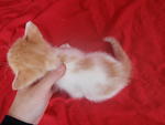 Orange colour on head & tail...