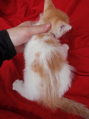 White Orange Boy 1 - Domestic Medium Hair + Domestic Short Hair Cat